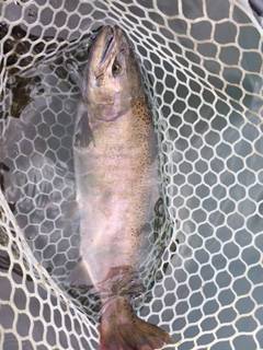 朝霞ガーデン 釣果