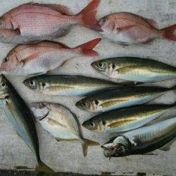 網屋丸 釣果