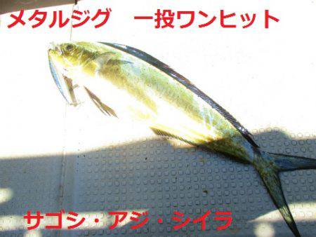 フィッシングガイド とちぎ 釣果