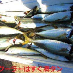 フィッシングガイド とちぎ 釣果