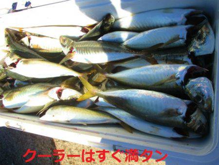 フィッシングガイド とちぎ 釣果