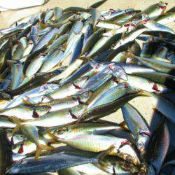 フィッシングガイド とちぎ 釣果