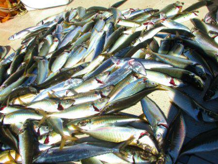 フィッシングガイド とちぎ 釣果