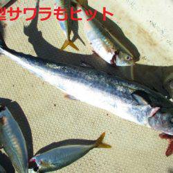 フィッシングガイド とちぎ 釣果