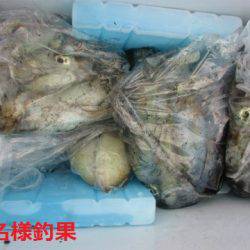 フィッシングガイド とちぎ 釣果