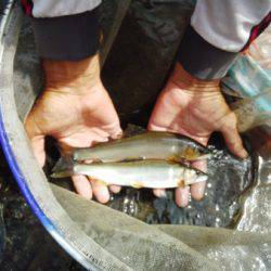 安倍川・藁科川(安倍藁科川漁業協同組合) 釣果