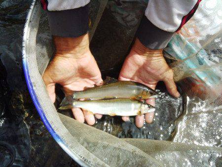 安倍川・藁科川（安倍藁科川漁業協同組合） …