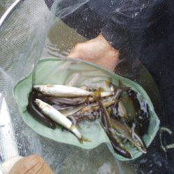 安倍川・藁科川（安倍藁科川漁業協同組合） 釣果