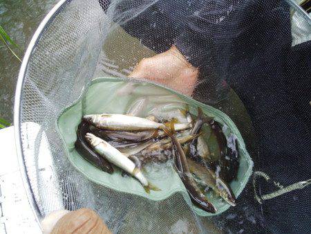 安倍川・藁科川（安倍藁科川漁業協同組合） 釣果