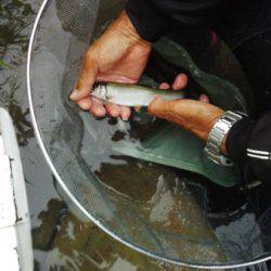 安倍川・藁科川（安倍藁科川漁業協同組合） 釣果