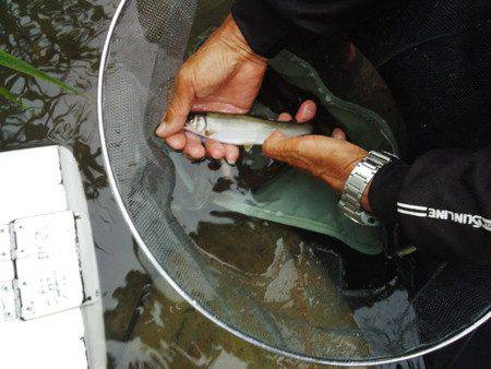 安倍川・藁科川（安倍藁科川漁業協同組合） …