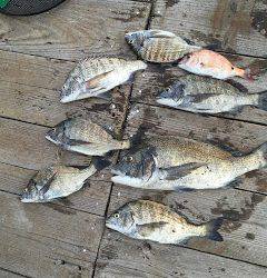 バラモン1号 釣果