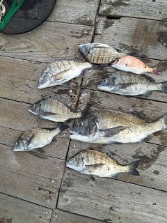 バラモン1号 釣果