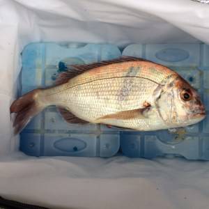 シャングリラ 釣果