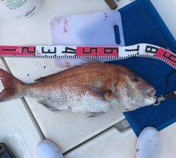 シャングリラ 釣果