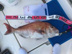 シャングリラ 釣果