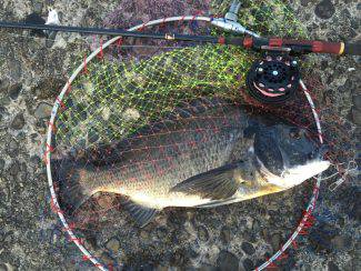 宮川丸 釣果