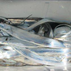 大進丸(愛知) 釣果