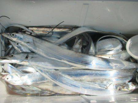 大進丸(愛知) 釣果