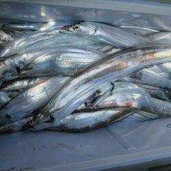 大進丸(愛知) 釣果