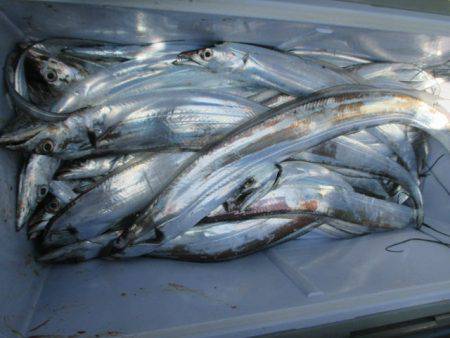 大進丸(愛知) 釣果