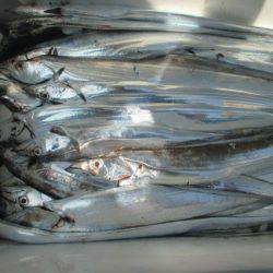 大進丸(愛知) 釣果