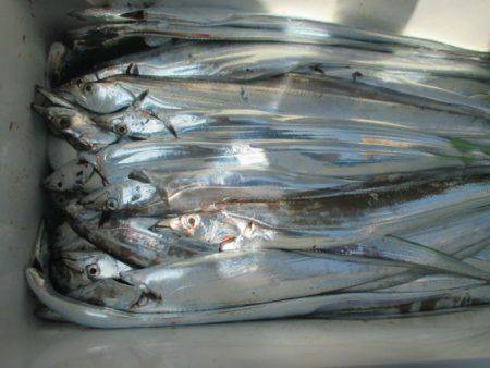 大進丸(愛知) 釣果