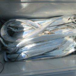 大進丸(愛知) 釣果