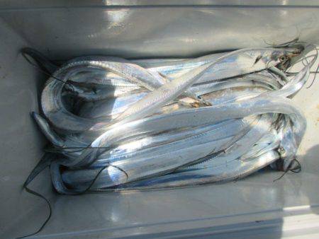 大進丸(愛知) 釣果