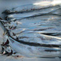 大進丸(愛知) 釣果