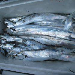 大進丸(愛知) 釣果