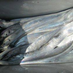 大進丸(愛知) 釣果