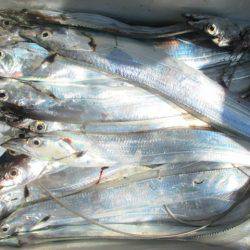 大進丸(愛知) 釣果