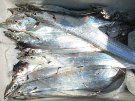 大進丸(愛知) 釣果