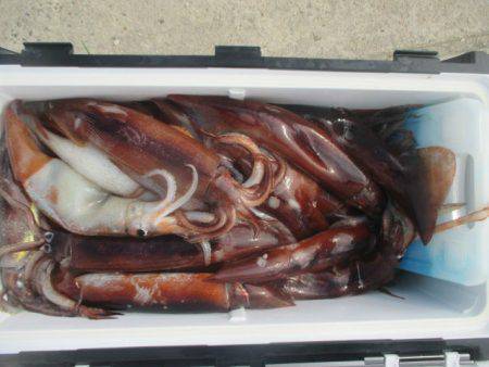 大進丸（愛知） 釣果