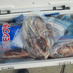 大進丸（愛知） 釣果