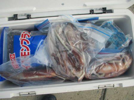 大進丸（愛知） 釣果