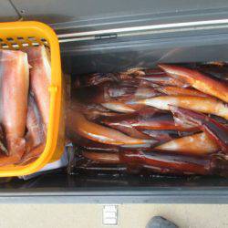 大進丸（愛知） 釣果