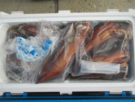 大進丸（愛知） 釣果