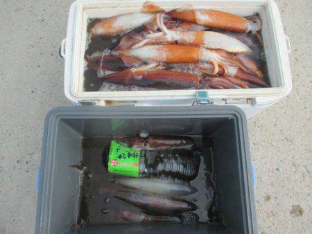 大進丸（愛知） 釣果