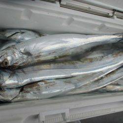 大進丸(愛知) 釣果