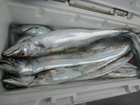 大進丸(愛知) 釣果