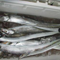 大進丸(愛知) 釣果