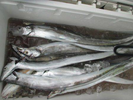 大進丸(愛知) 釣果