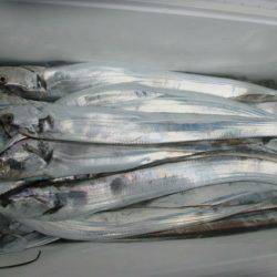 大進丸(愛知) 釣果