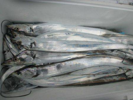 大進丸(愛知) 釣果