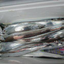 大進丸(愛知) 釣果