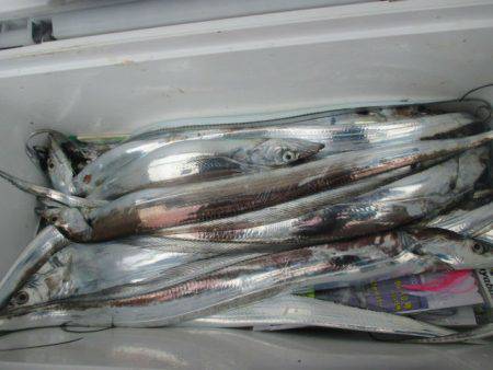 大進丸(愛知) 釣果