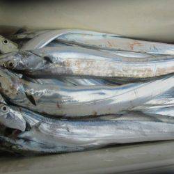 大進丸(愛知) 釣果