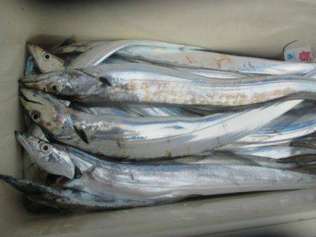 大進丸(愛知) 釣果